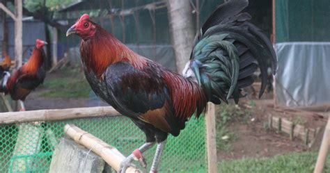 Origin and History of the Game Fowl .